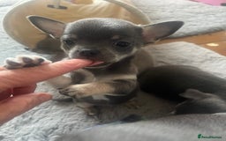 Chihuahua dogs for sale: Purebred chihuahua puppies - Image 14
