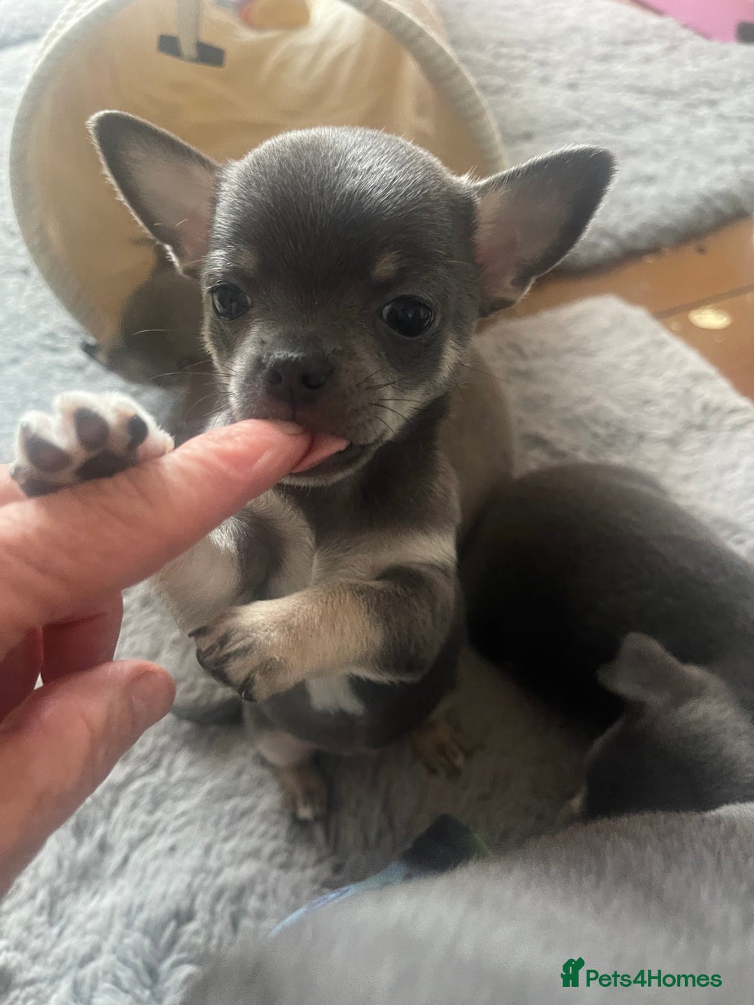 Chihuahua dogs for sale: Purebred chihuahua puppies - Image 14