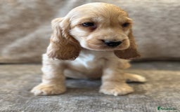 Cocker Spaniel dogs for sale: BEAUTIFUL KC SHOW TYPE COCKER SPANIELS  - Image 41