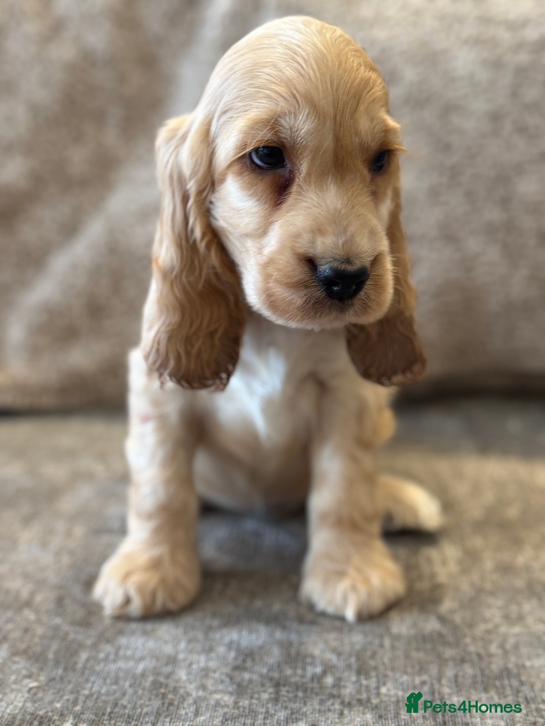 Cocker Spaniel dogs for sale: BEAUTIFUL KC SHOW TYPE COCKER SPANIELS  - Image 41