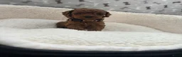Cavapoo dogs for sale: Stunning F1BB Toy cavapoo - Advert 18