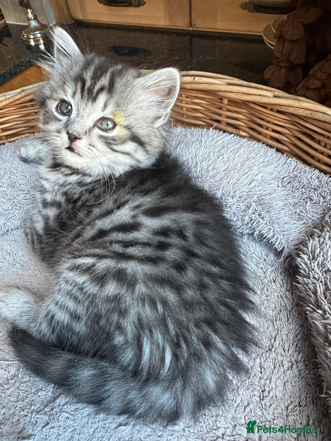 British Longhair cats for sale: British Longhair full pedigree - Advert 12