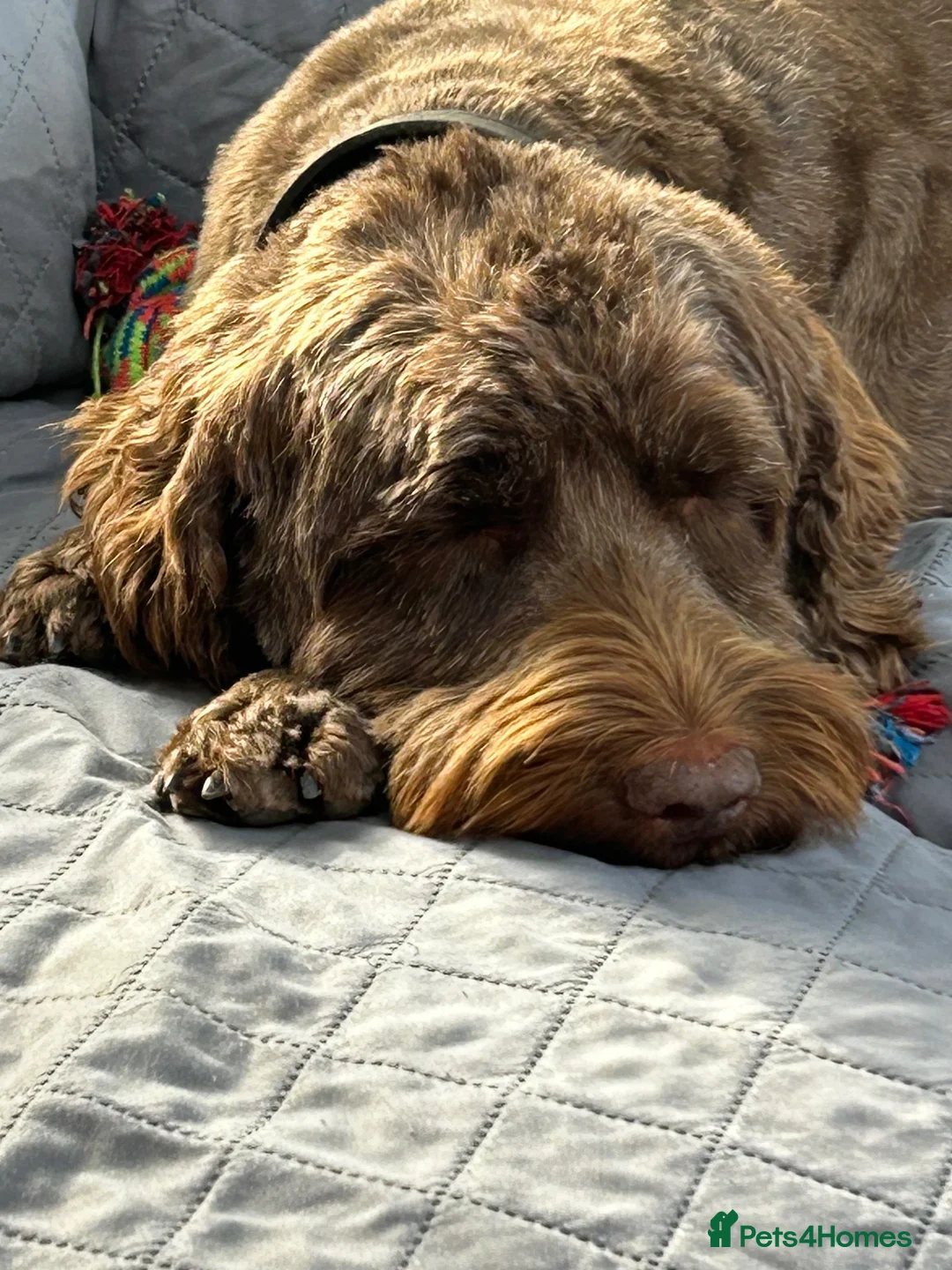 Cockapoo dogs for sale: Beautiful Edith Chocolate Cockapoo - Advert 2