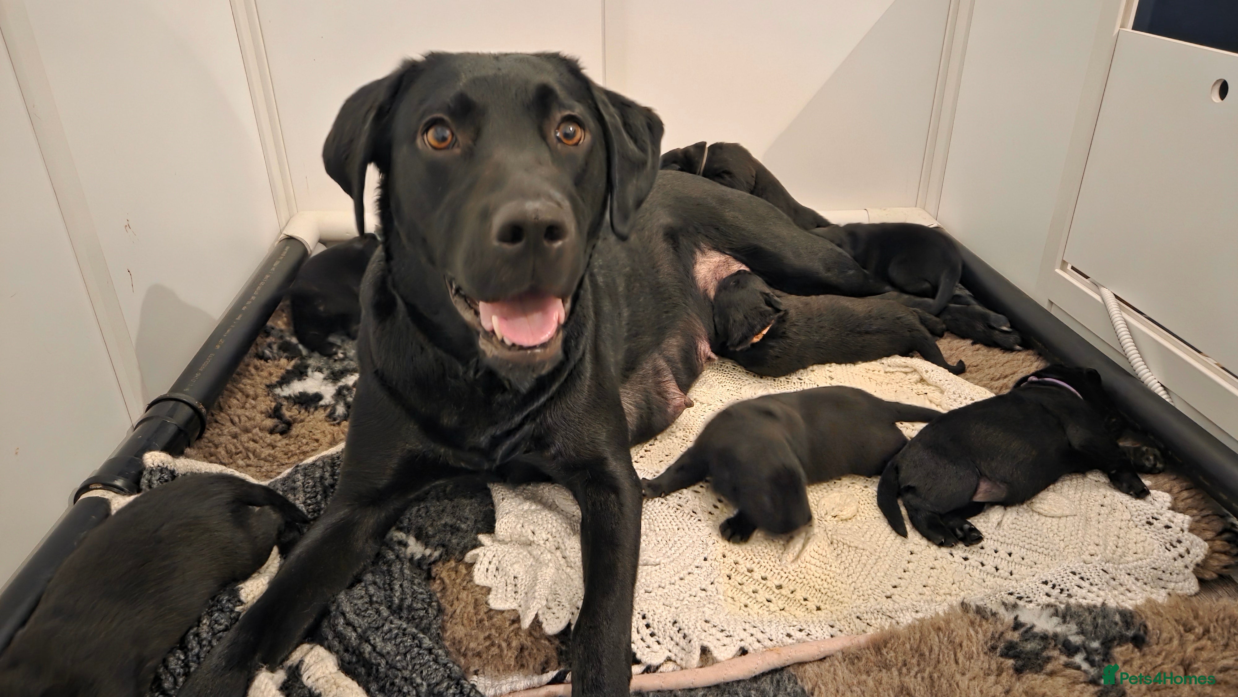 Labrador Retriever dogs Black Labrador Retriever Puppies – KC Registered in Dronfield - Advert 1