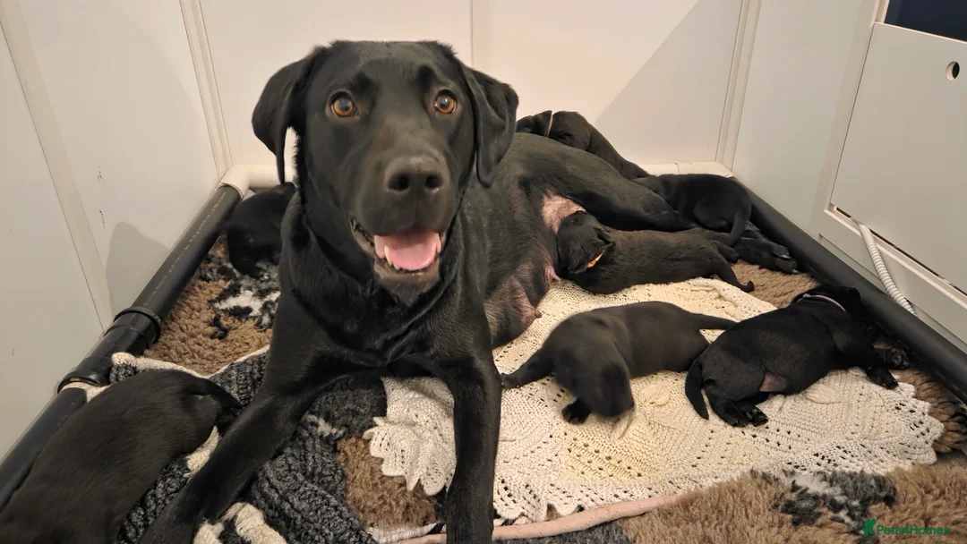 Labrador Retriever dogs for sale: Black Labrador Retriever Puppies – KC Registered - Advert 1