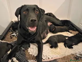 Labrador Retriever dogs Black Labrador Retriever Puppies – KC Registered in Dronfield - Advert 1