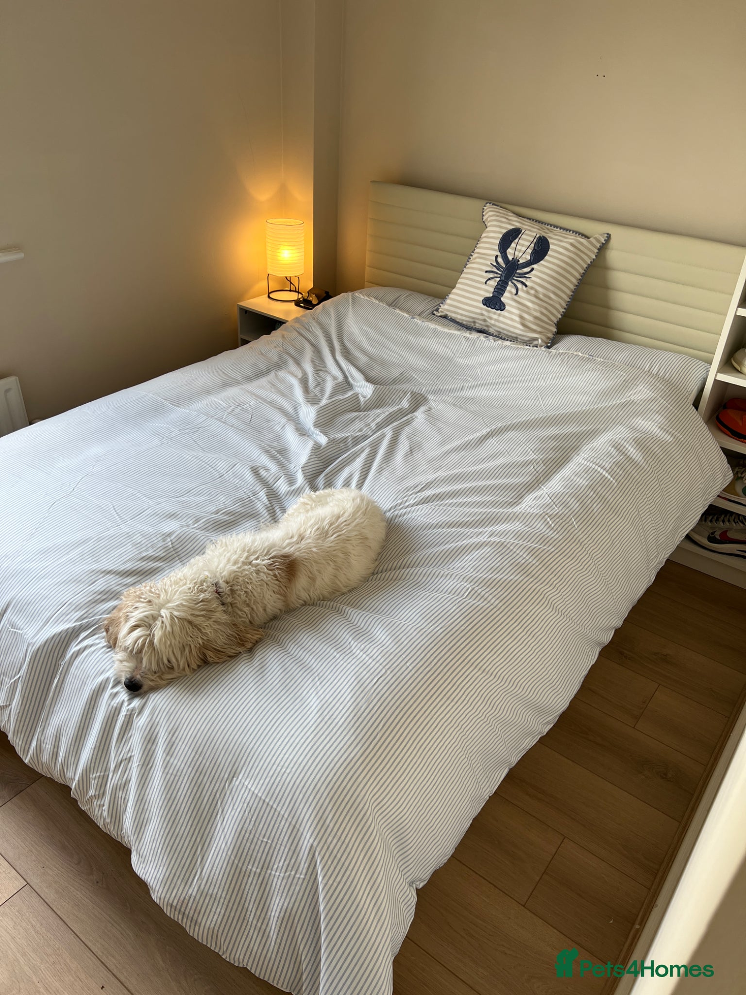Cavachon dogs for sale: Flash - Cavachon in Taunton - Advert 4