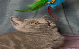 British Shorthair cats for sale: Blue & Fawn Boys & Girls - Image 25