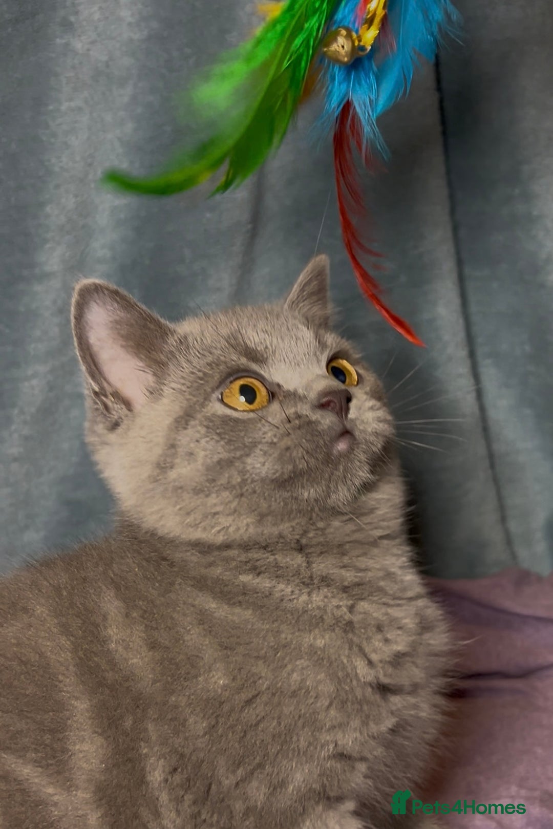 British Shorthair cats for sale: Blue & Fawn Boys & Girls - Image 25