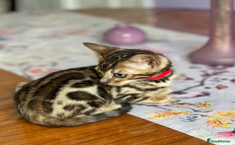 Bengal cats - Advert 4