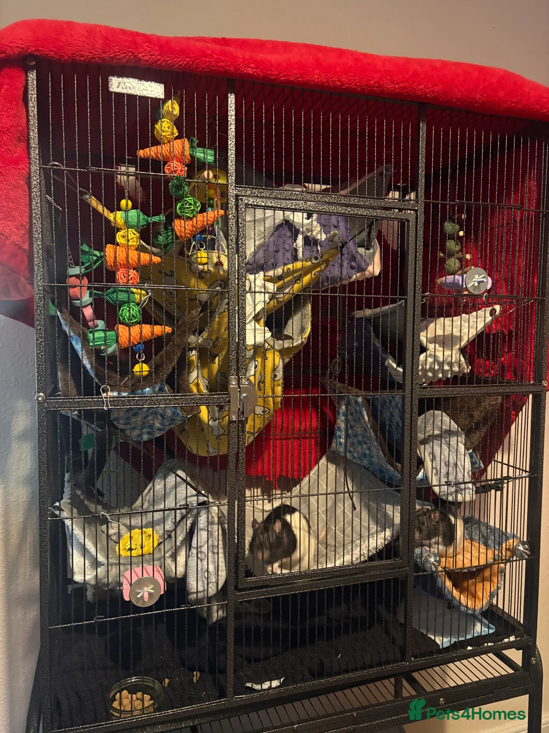 Rat rodents for sale: Luffy and Splinter are looking for a good family - Advert 5