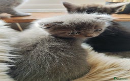 British Shorthair cats for sale: ❤️Gorgeous Scottish Fold/Straight kittens❤️ - Image 12
