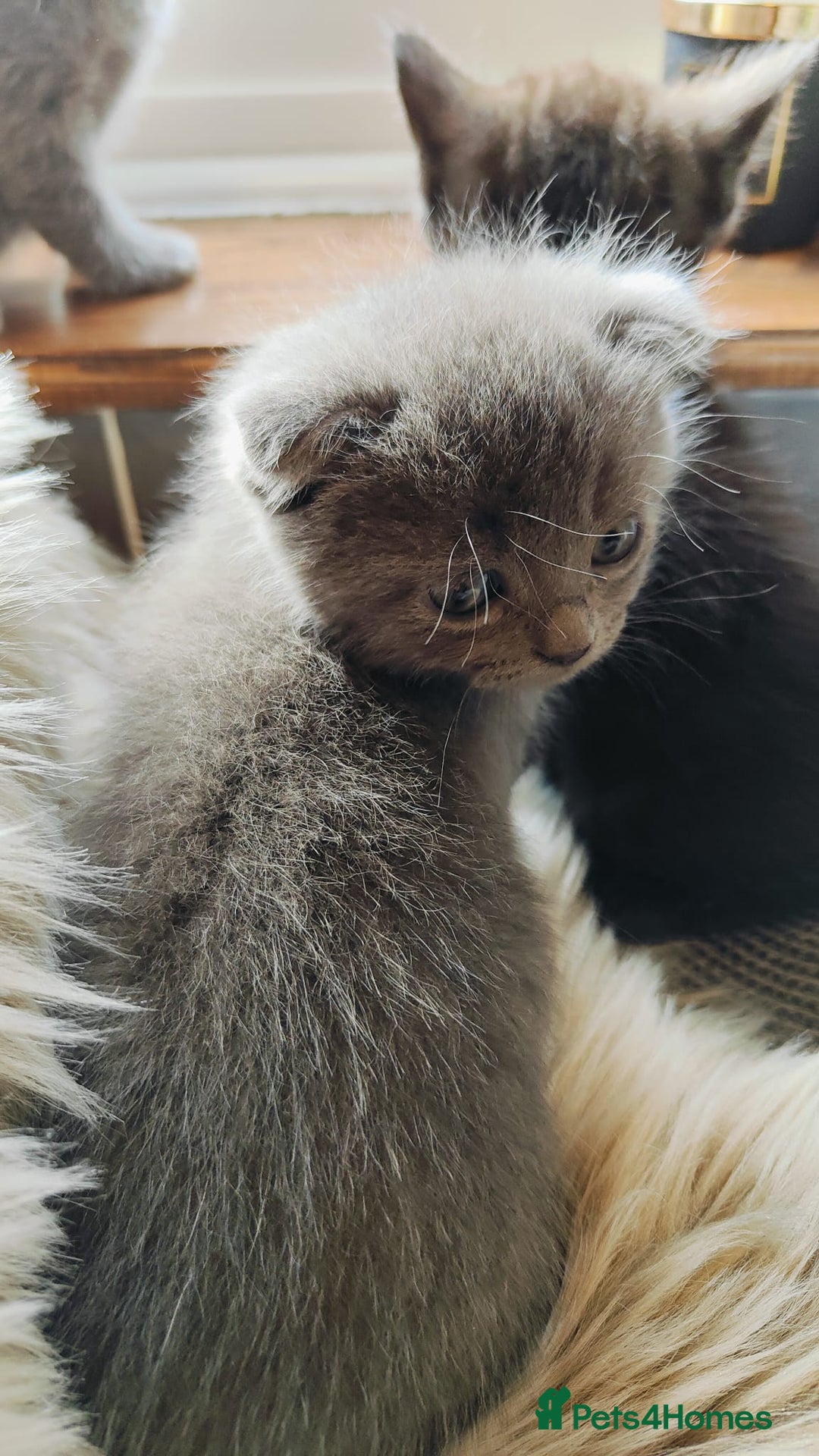 British Shorthair cats for sale: ❤️Gorgeous Scottish Fold/Straight kittens❤️ - Image 12