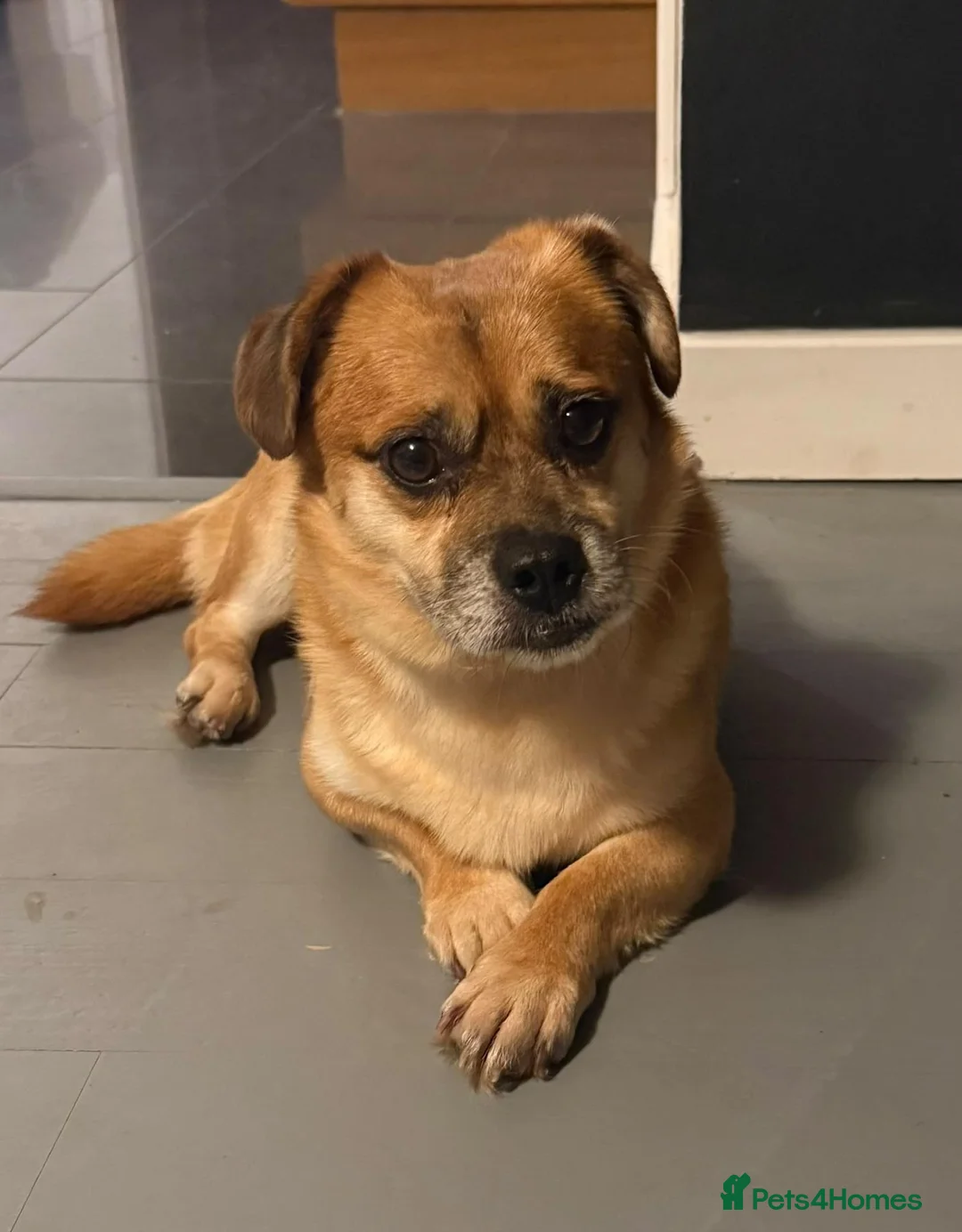 Mixed Breed dogs for adoption: 💙MAX💙 – A LITTLE GENTLEMAN LOOKING FOR HOME - Advert 2