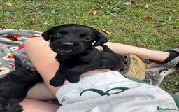 Sprocker dogs for sale: Working Sprocker puppies *3 girls left* - Image 2