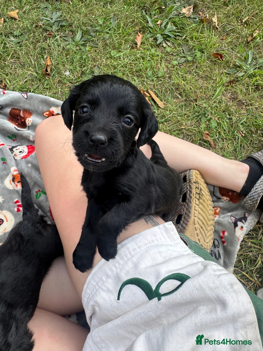Sprocker dogs for sale: Working Sprocker puppies *3 girls left* - Image 2