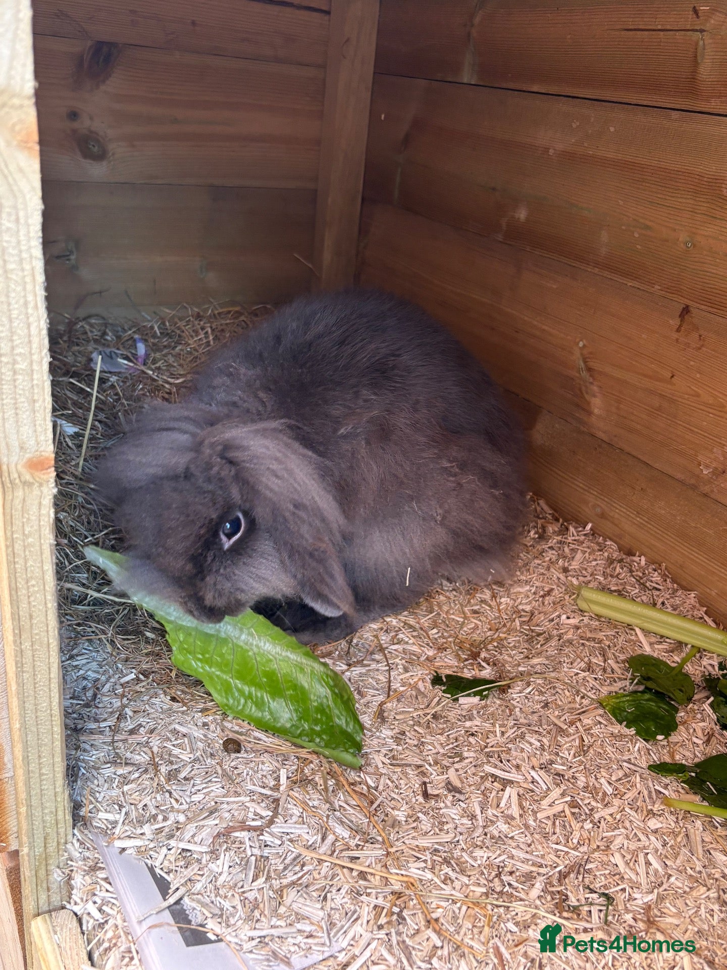 Lionhead rabbits 1 buck. 1 doe - Advert 8