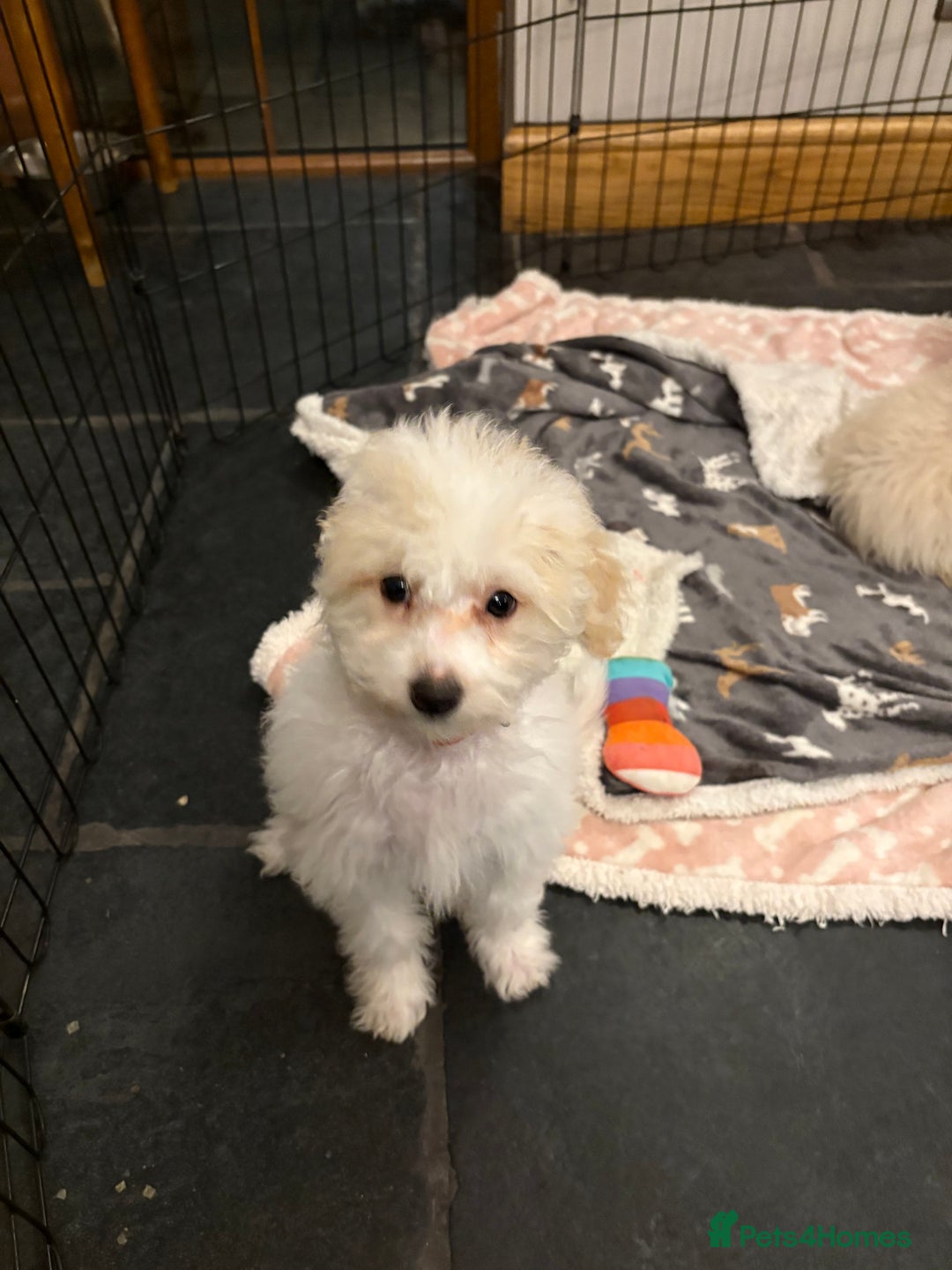 Mixed Breed dogs for sale: Beautiful maltipoo pups  - Advert 3