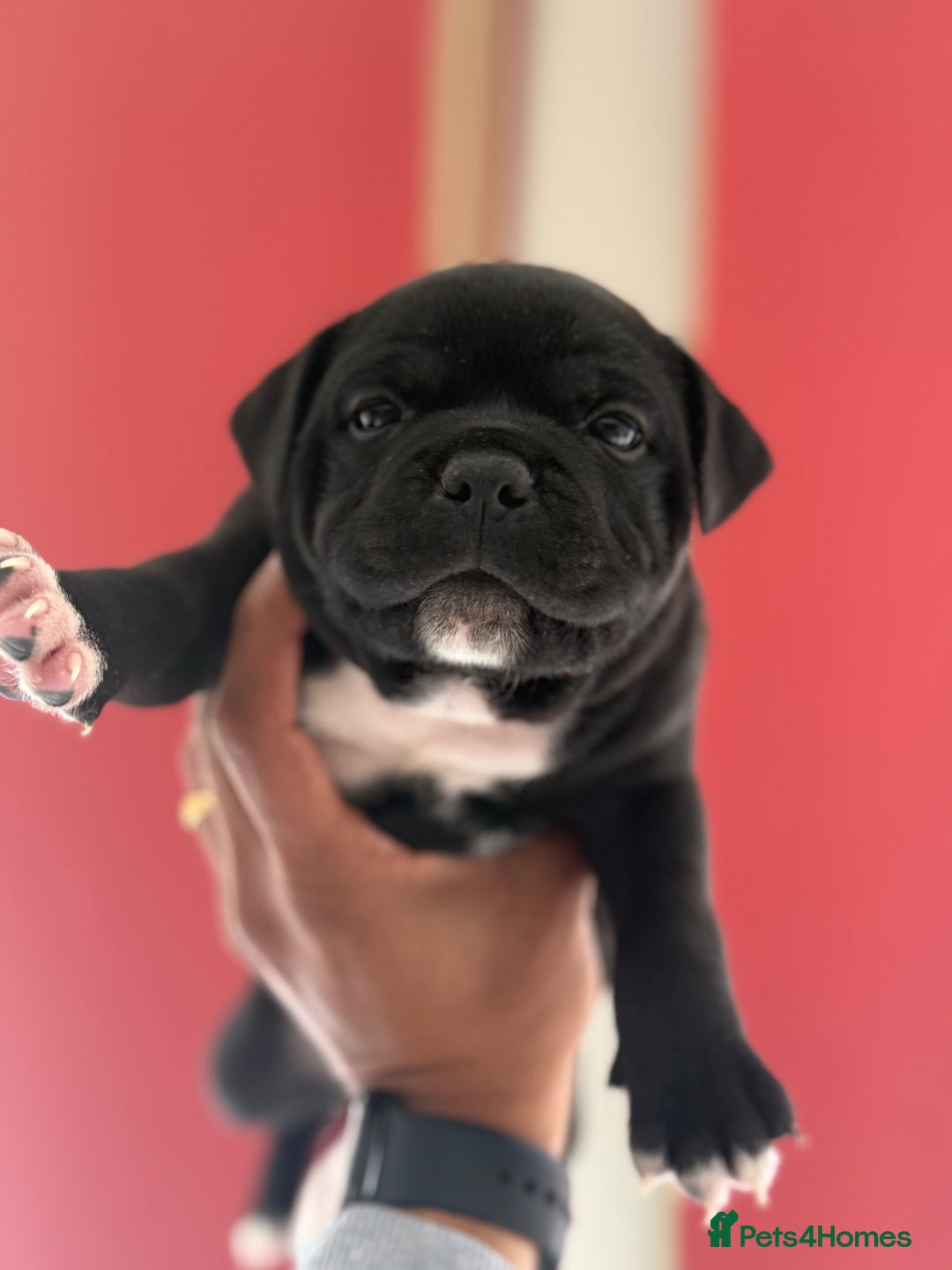 Staffordshire Bull Terrier dogs for sale: Outstanding KC blue gene carriers - Image 22