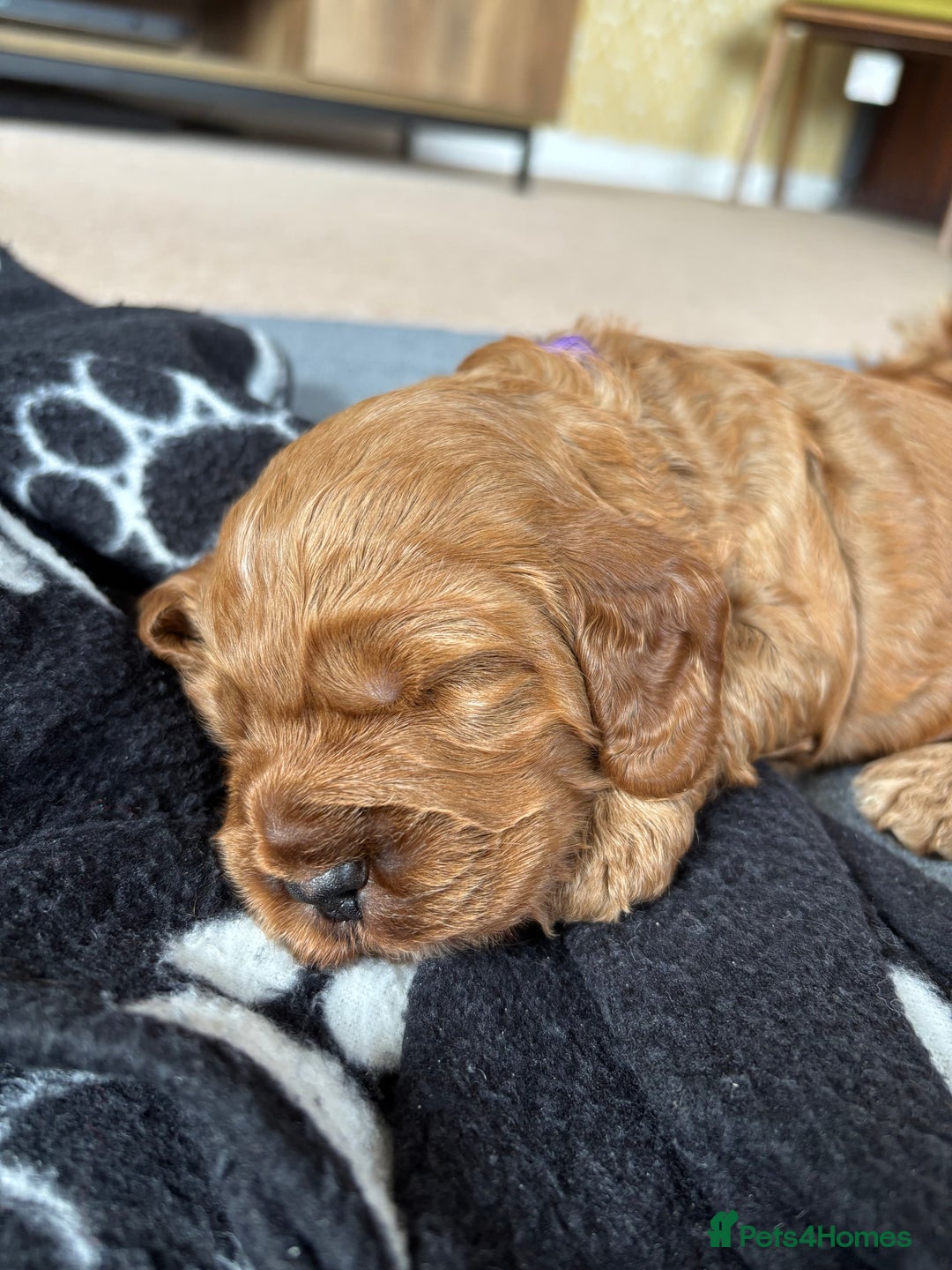 Cockapoo dogs for sale: Gorgeous F2 Cockapoo Puppies - Image 5