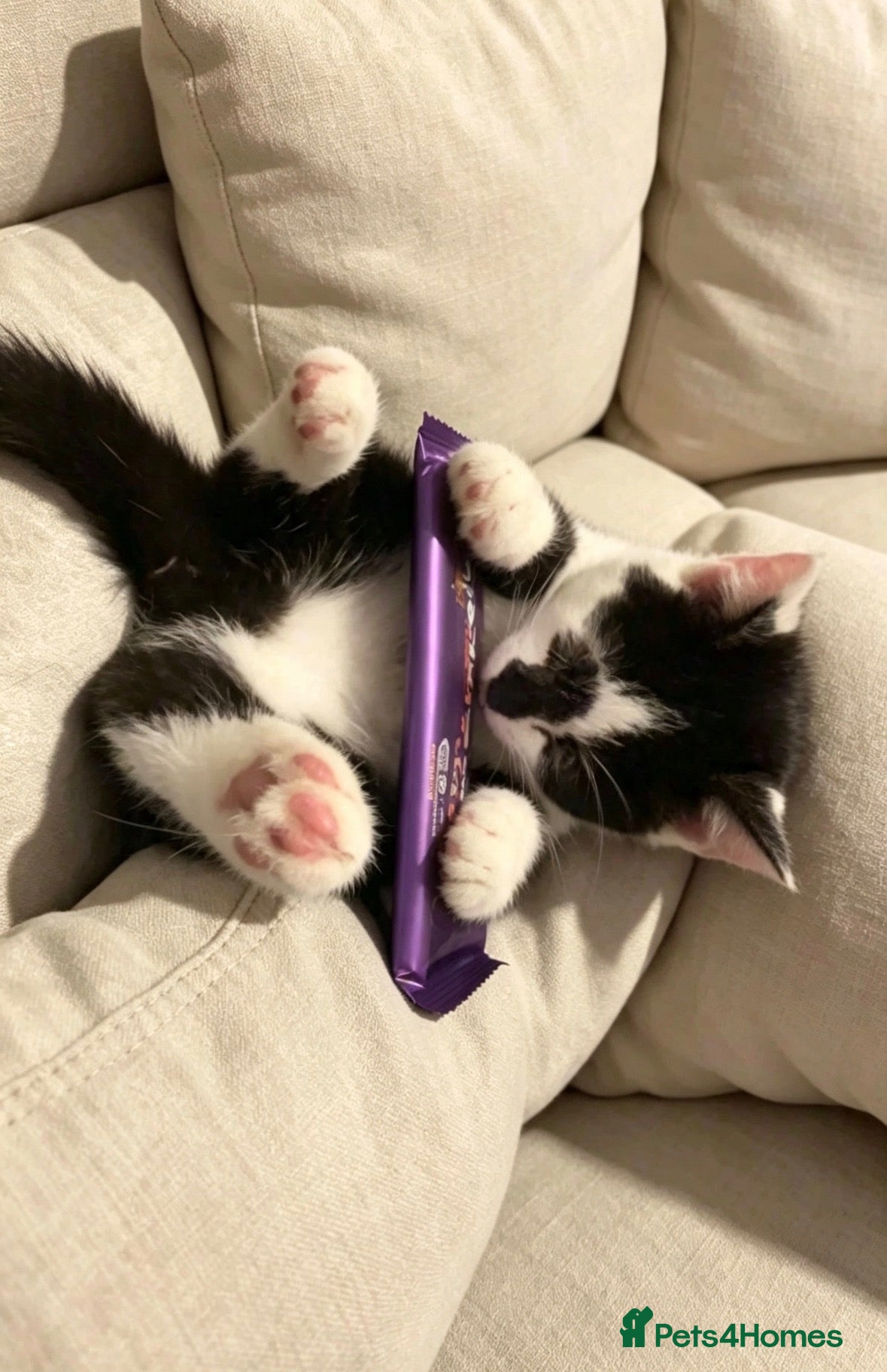 Domestic Shorthair cats Female kitten  - Advert 2