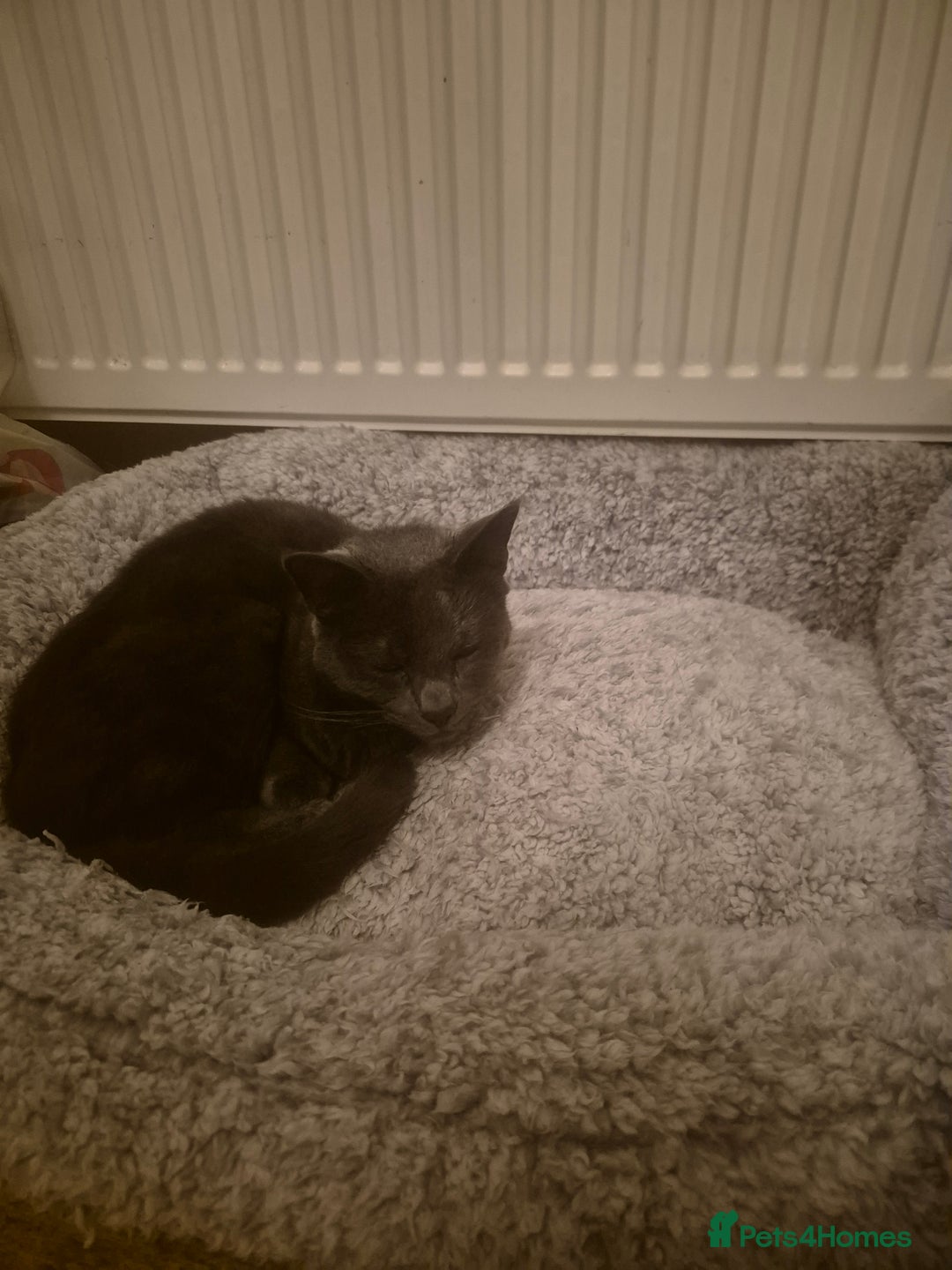 Mixed Breed cats for sale: Leo - Looking for a new home - Advert 2