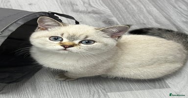 British Shorthair cats - Advert 6
