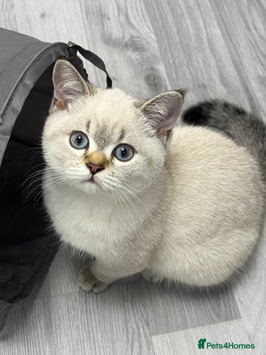 British Shorthair cats for sale: Kittens - Image 2