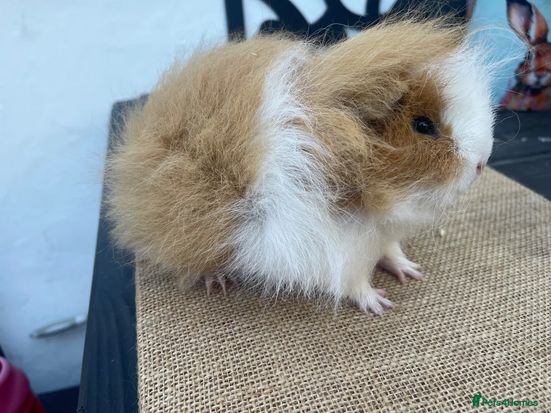 Guinea Pig rodents for sale: Beautiful boys - Advert 2