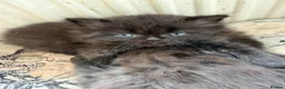 Persian cats for sale: Beautiful Persian Kittens – Ready To leave 🐾 - Advert 4