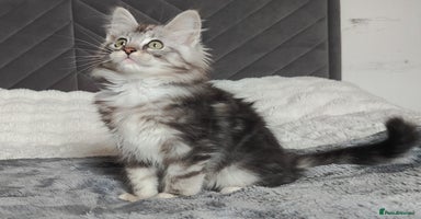 Maine Coon cats in Glasgow - Advert 15