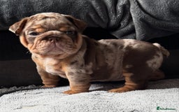 English Bulldog dogs for sale: English bulldog puppies - Image 18