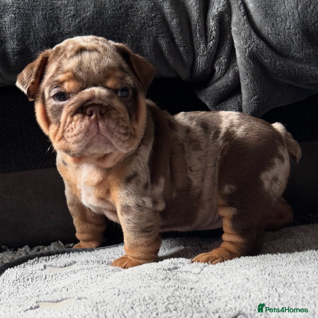 English Bulldog dogs for sale: English bulldog puppies - Image 18
