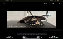 Shih Tzu dogs for stud: Kc reg shih tzu full DNA health tested in Chester-le-Street - Image 2