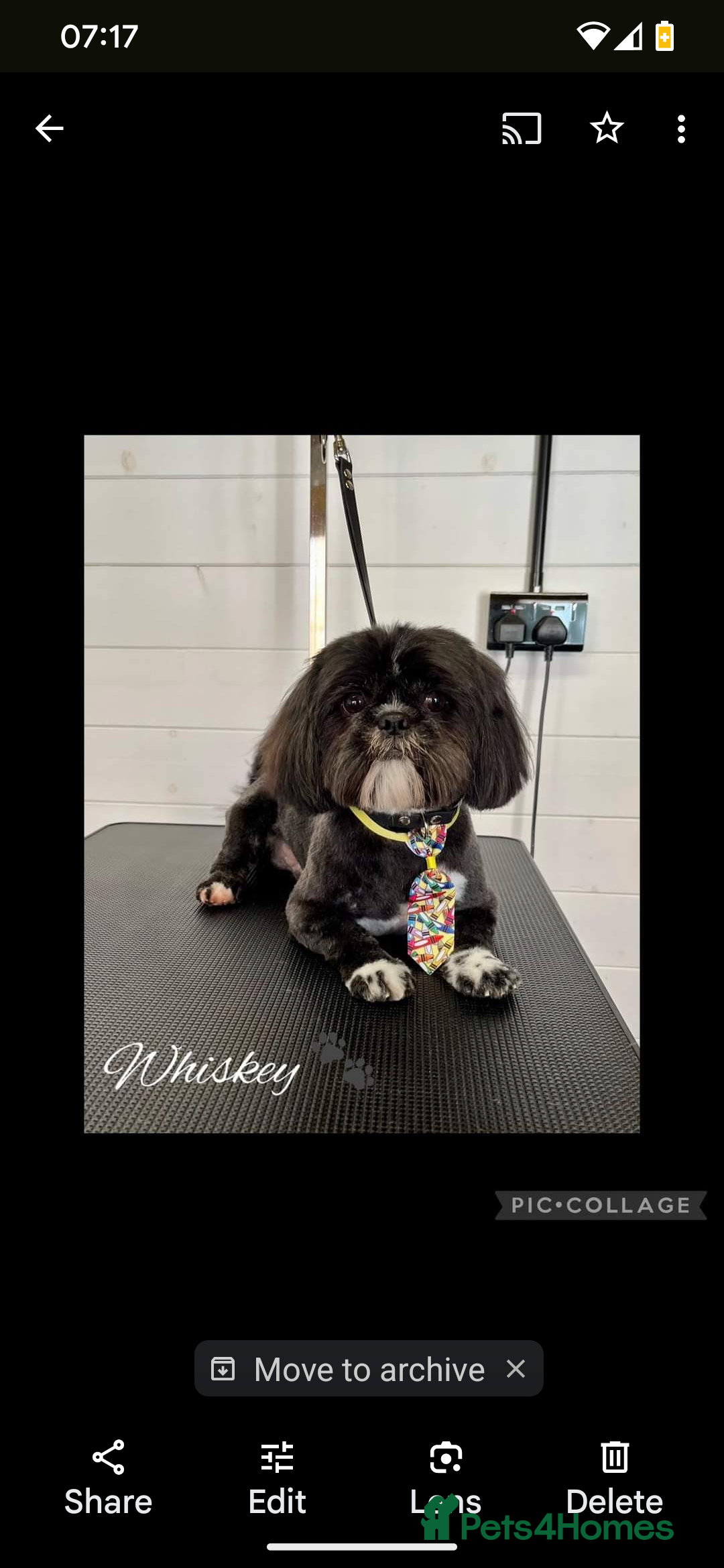 Shih Tzu dogs for stud: Kc reg shih tzu full DNA health tested in Chester-le-Street - Image 2