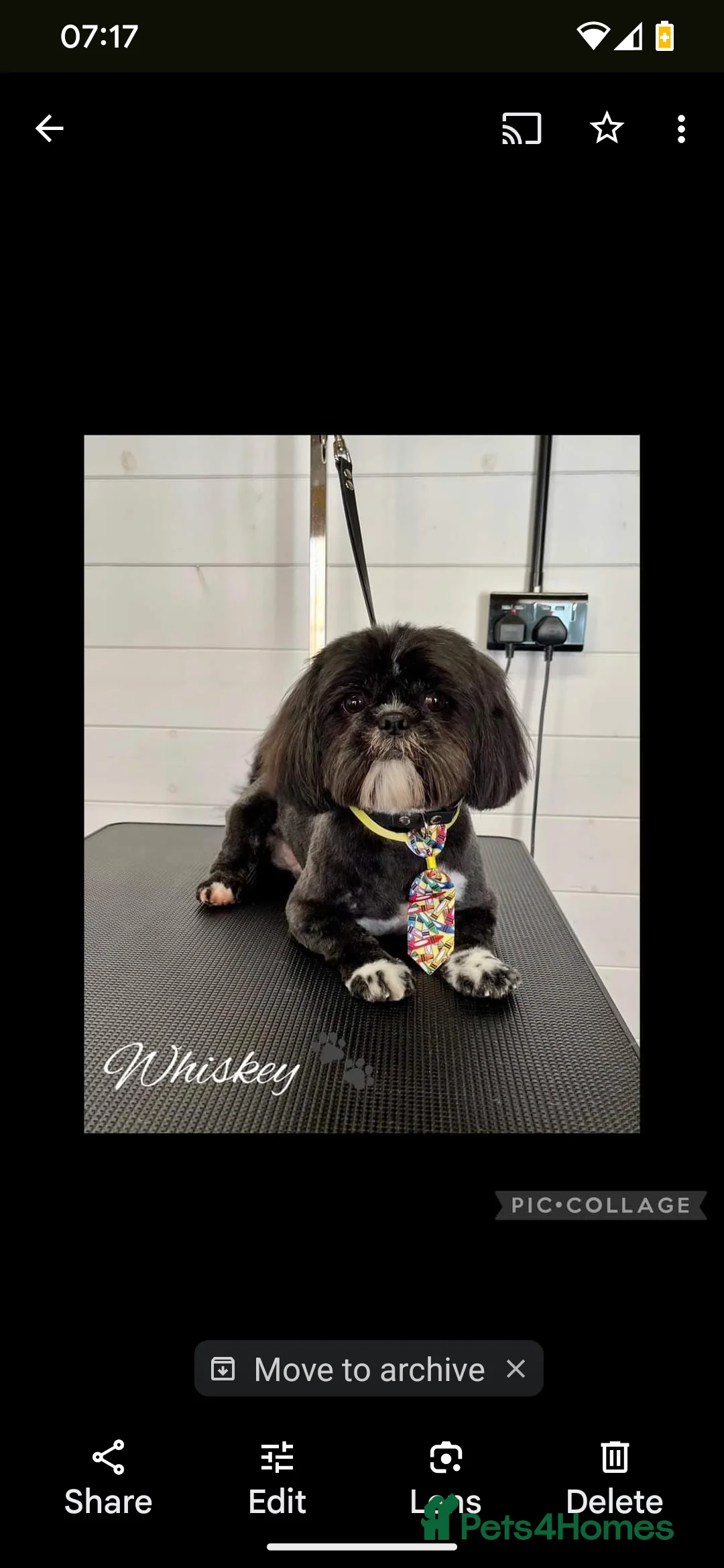 Shih Tzu dogs for stud: Kc reg shih tzu full DNA health tested in Chester-le-Street - Advert 2