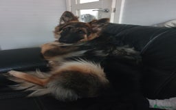 German Shepherd dogs for sale: German shepherd female  - Image 1