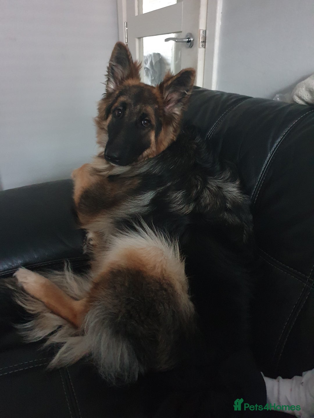 German Shepherd dogs for sale: German shepherd female  - Image 1