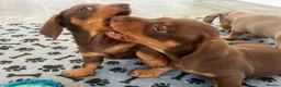 Miniature Dachshund dogs for sale: KC Reg Miniature Dachshund Puppies For Sale - Advert 36