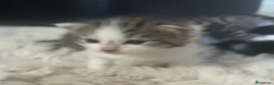 Snowshoe Kitten 3