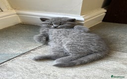 British Shorthair cats for sale: Chunky British Shorthair Kittens  - Image 7