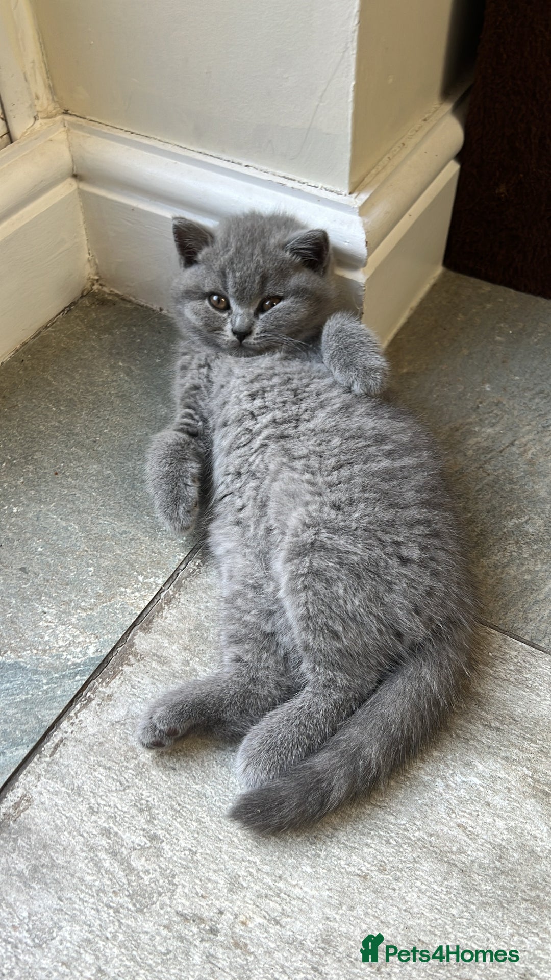 British Shorthair cats for sale: Chunky British Shorthair Kittens  - Image 7