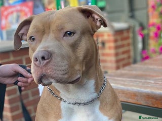 Mixed Breed dogs Staffy x Akita Puppies - Advert 1