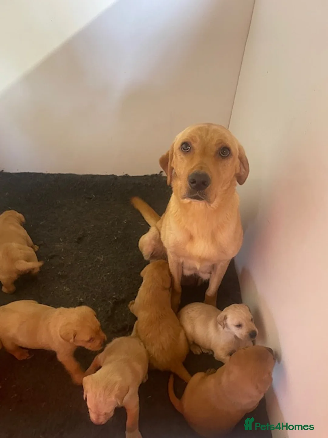 Labrador Retriever dogs for sale: KC Reg Fox Red, Yellow and Cream Labrador Puppies - Advert 2