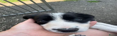 Border Collie 1