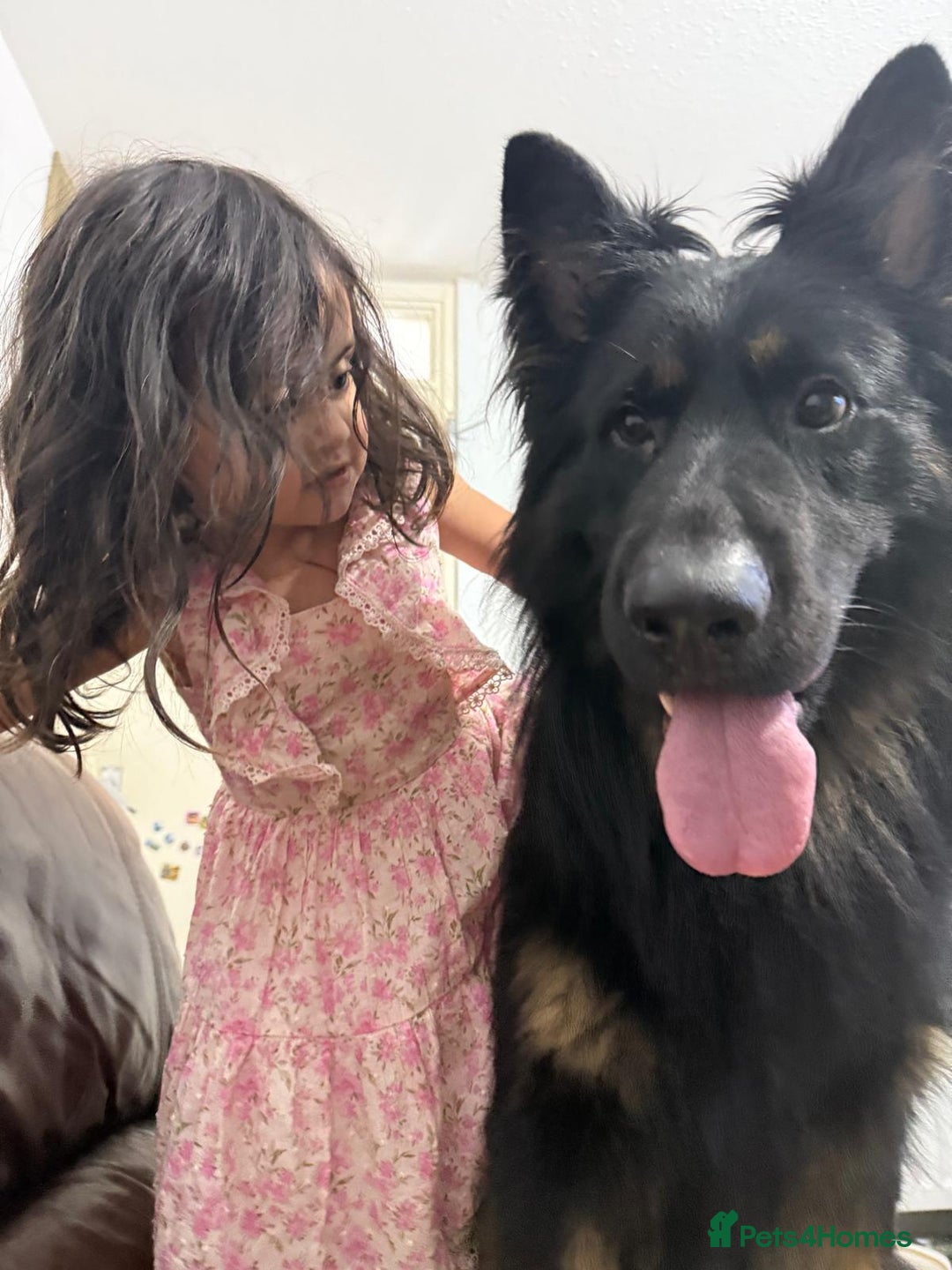 German Shepherd dogs for sale: Beautiful Hermaphrodite German Shepherd Puppy - Image 13