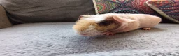 Guinea Pig rodents for sale: Skinny/werewolf pigs - Advert 10