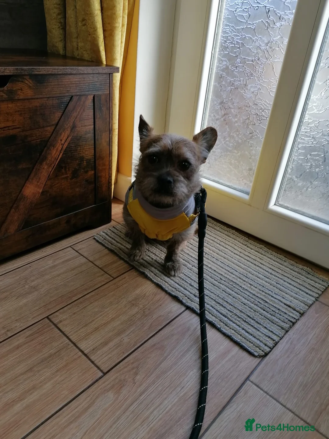 Mixed Breed dogs for adoption: 💙RONNIE Big Personality In Tiny Wrap Chorkie X - Advert 15