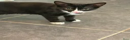 Mixed Breed cats for sale: 2 cats for sale  in Sheffield - Advert 3