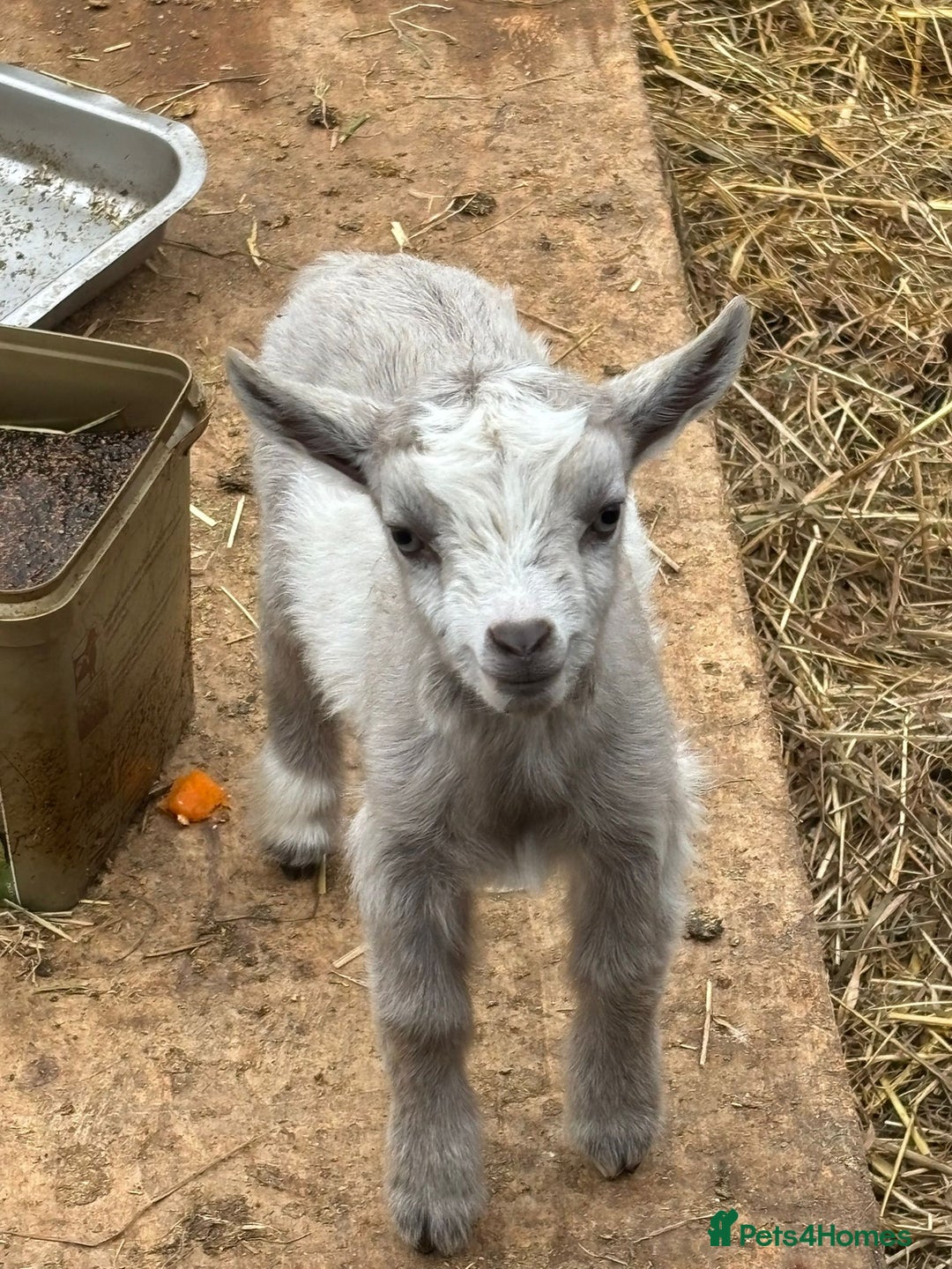 Goats livestock for sale: Small male and female pygmy goats - Advert 4